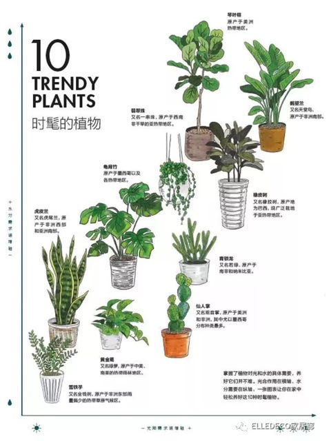 10大网红植物清单和宅家花园养成指南 10大网红植物清单和宅家花园养成指南