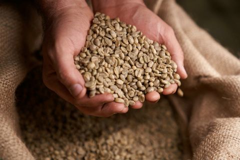 蓝瓶咖啡云南单产地咖啡豆经历双重厌氧发酵和日晒过程的后期状态