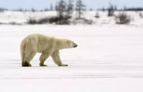 Polar bear, Bear, Vertebrate, Mammal, Polar bear, Arctic, Atmospheric phenomenon, Terrestrial animal, Natural environment, Adaptation, 