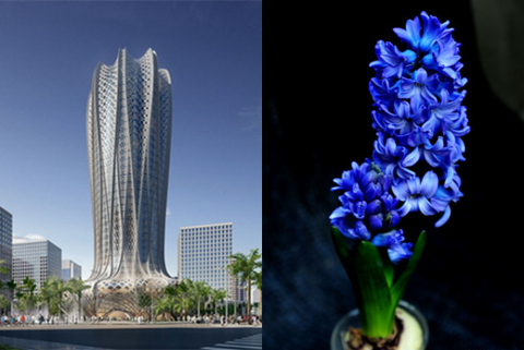 Flower, Blue, Plant, Majorelle blue, Flowering plant, Lavender, Hyacinth, Terrestrial plant, Skyscraper, Delphinium, 