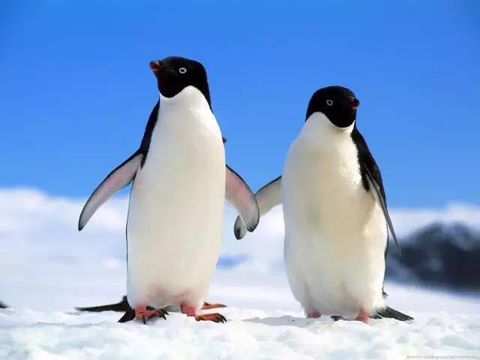 Penguin, Bird, Flightless bird, Vertebrate, ad&Atilde;&copy;lie penguin, Arctic, Beak, Adaptation, Iceberg, Emperor penguin, 