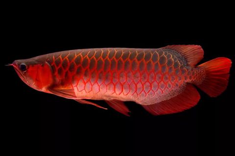 Fish, Fish, Red, Orange, Marine biology, Organism, Fish products, Tail, Red snapper, Parrotfish, 