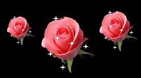 Garden roses, Rose, Pink, Flower, Petal, Floribunda, Rose family, Rosa &times; centifolia, Cut flowers, Red, 