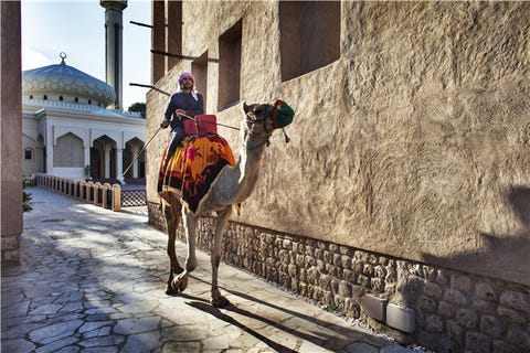 Camel, Camelid, Yellow, Arabian camel, Tourism, Tree, Street, Architecture, Building, Pack animal, 