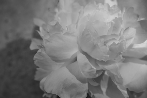 White, Petal, Monochrome photography, Black-and-white, Flower, Photograph, Plant, Peony, Flowering plant, Monochrome, 