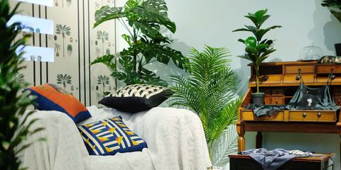 Houseplant, Room, Tree, Plant, Organism, Furniture, Linens, 