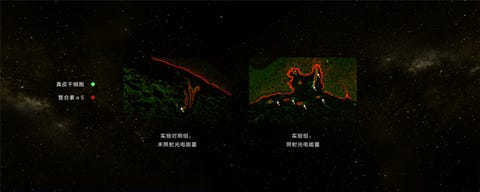 真皮层干细胞实验对照组 真皮层干细胞实验对照组