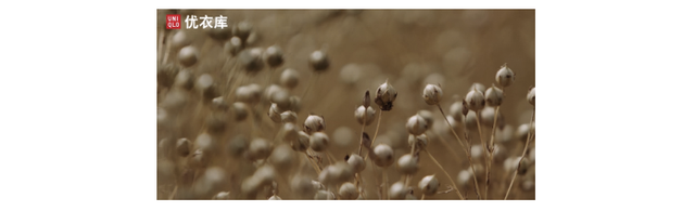 Grass family, Plant, Grass, Pearl, Beige, 