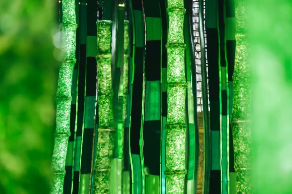 transparent green structures resembling bamboo stalks