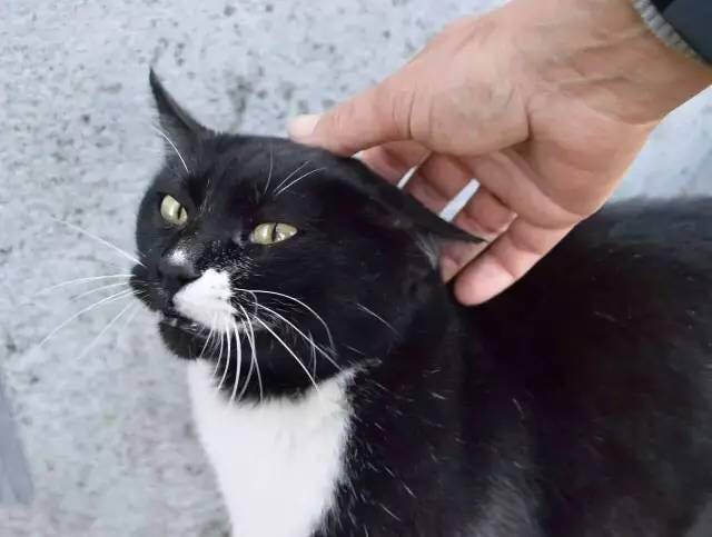Cat, Whiskers, Small to medium-sized cats, Mammal, Felidae, Black cat, Domestic short-haired cat, Carnivore, Snout, Polydactyl cat, 