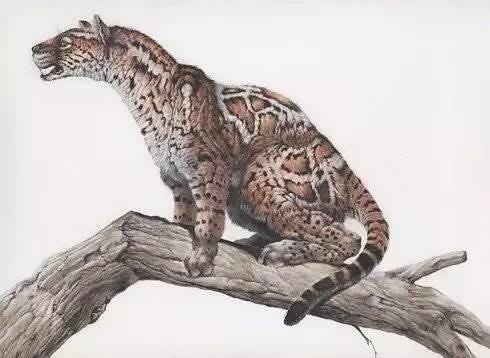 Terrestrial animal, Felidae, Animal figure, Claw, Big cats, Tail, Wildlife, Carnivore, Snow leopard, Art, 