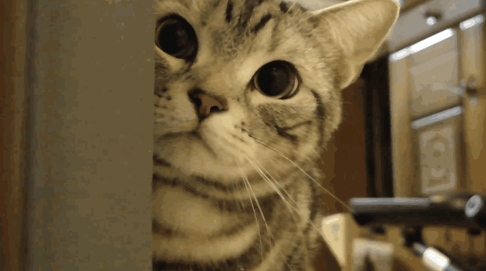 Cat, Mammal, Small to medium-sized cats, Whiskers, Felidae, Tabby cat, Snout, European shorthair, Domestic short-haired cat, Carnivore, 