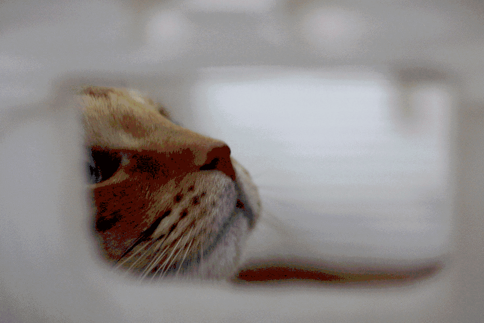 Cat, Felidae, Small to medium-sized cats, Whiskers, Nose, Snout, Tooth, Aegean cat, Close-up, Mouth, 