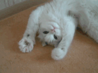 Mammal, Dog breed, Canidae, Nose, Dog, Cat, Carnivore, Puppy, Felidae, Paw, 