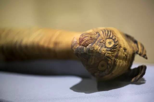Sea snail, 