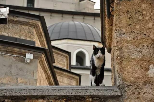 Cat, Felidae, Small to medium-sized cats, Wall, Whiskers, Snout, Architecture, Tree, Window, Carnivore, 