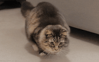 Cat, Mammal, Vertebrate, Small to medium-sized cats, Felidae, Carnivore, Whiskers, Domestic short-haired cat, European shorthair, Kitten, 