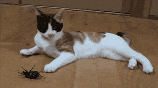 Cat, Mammal, Felidae, Small to medium-sized cats, Aegean cat, Whiskers, Tail, Carnivore, Domestic short-haired cat, Polydactyl cat, 