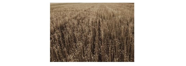 Field, Grass, Brown, Grass family, Plant, Soil, Crop, Agriculture, Beige, Prairie, 