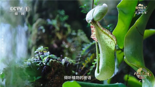 a nepenthes plant displaying its unique pitcher structure