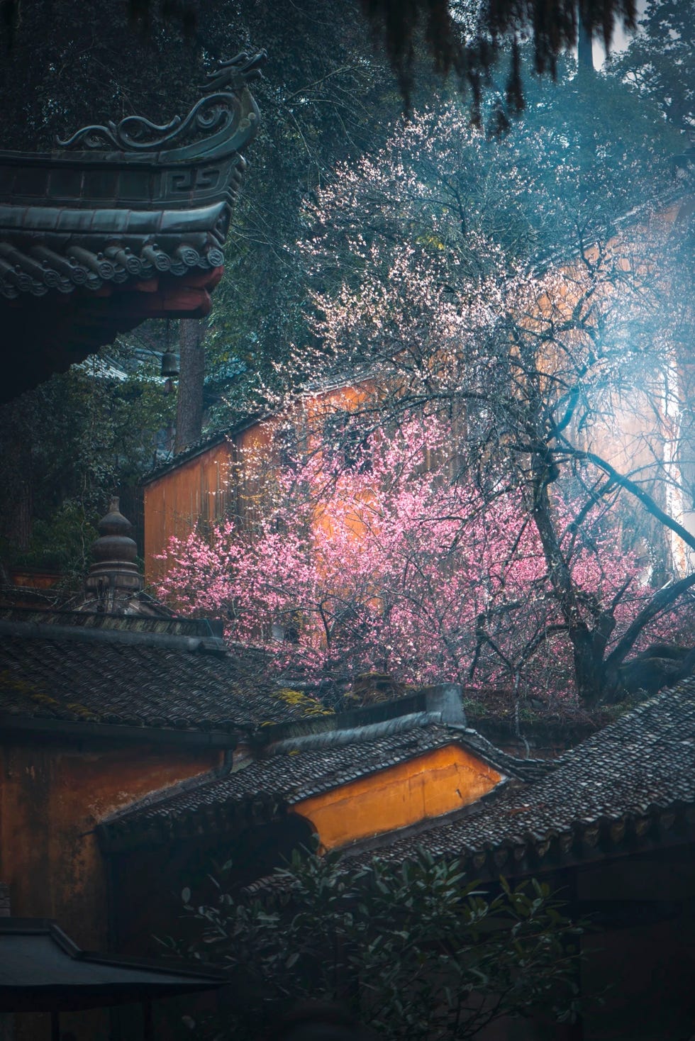 li