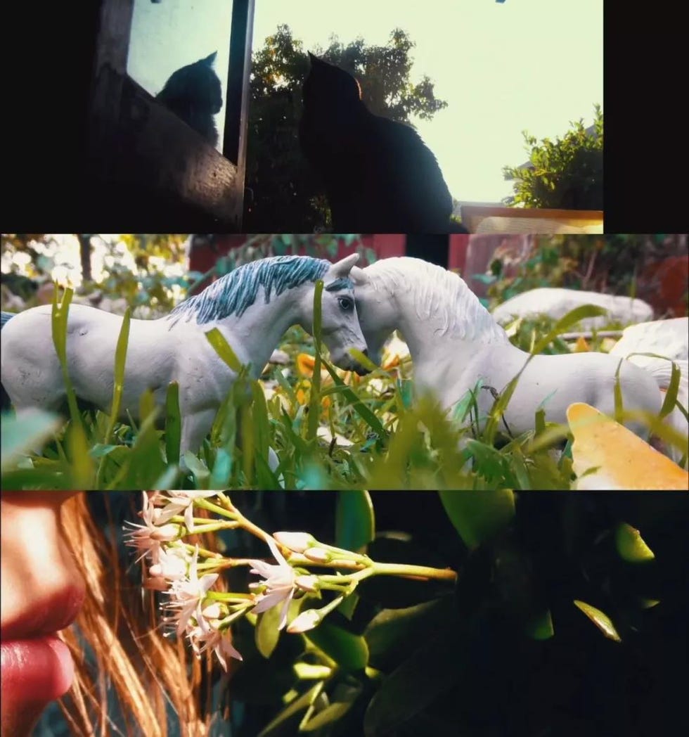 Grass, Green, Dinosaur, Snapshot, Botany, Spring, Hand, Plant, Summer, Cool, 