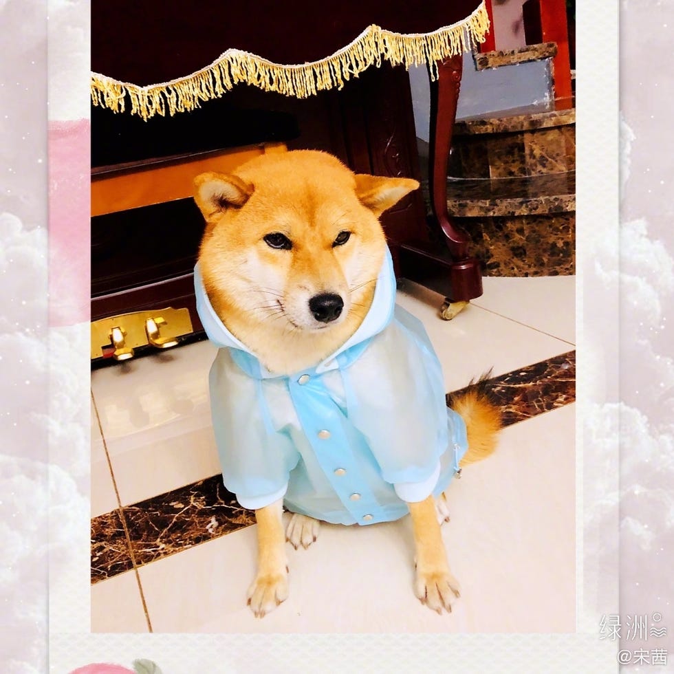 宋茜