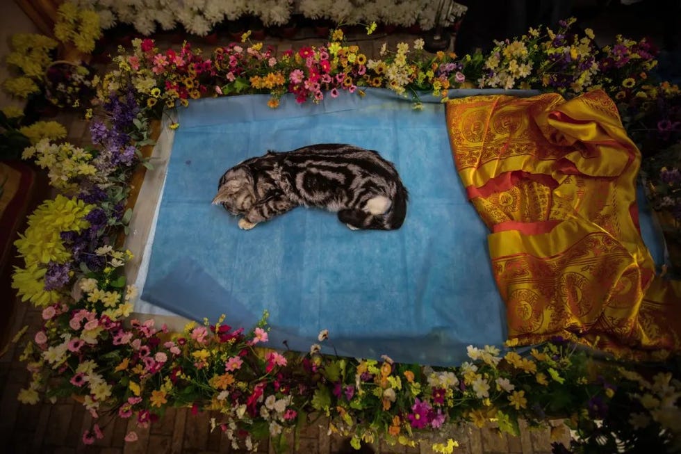 a cat lying on a pillow