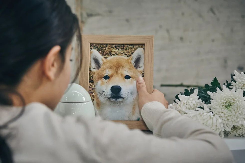 a person holding a dog