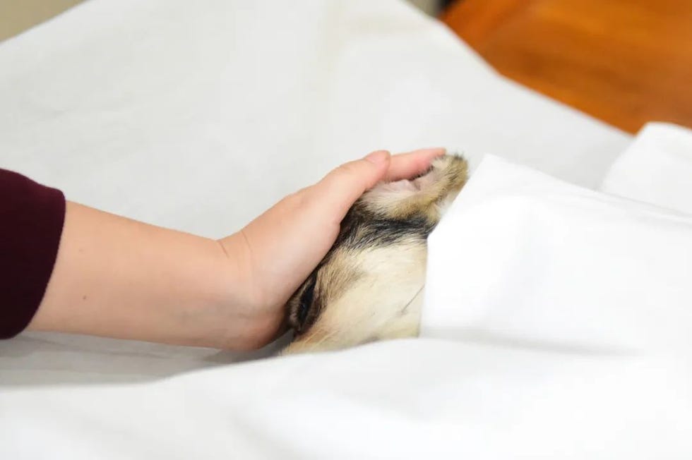 a hand holding a ferret