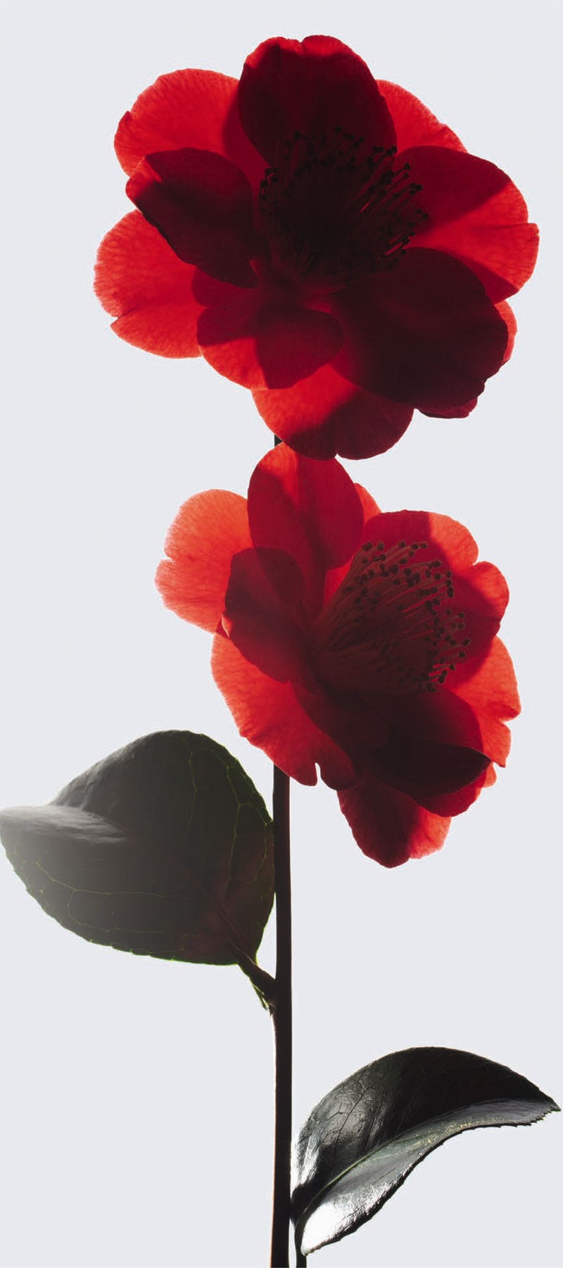 红山茶花