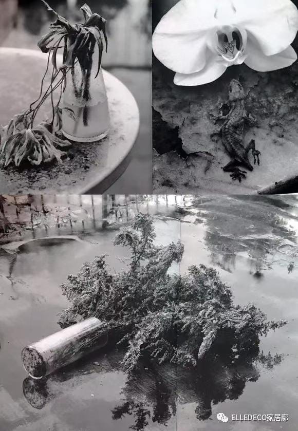 Black-and-white, Plant, Monochrome photography, Photography, Stock photography, Table, 