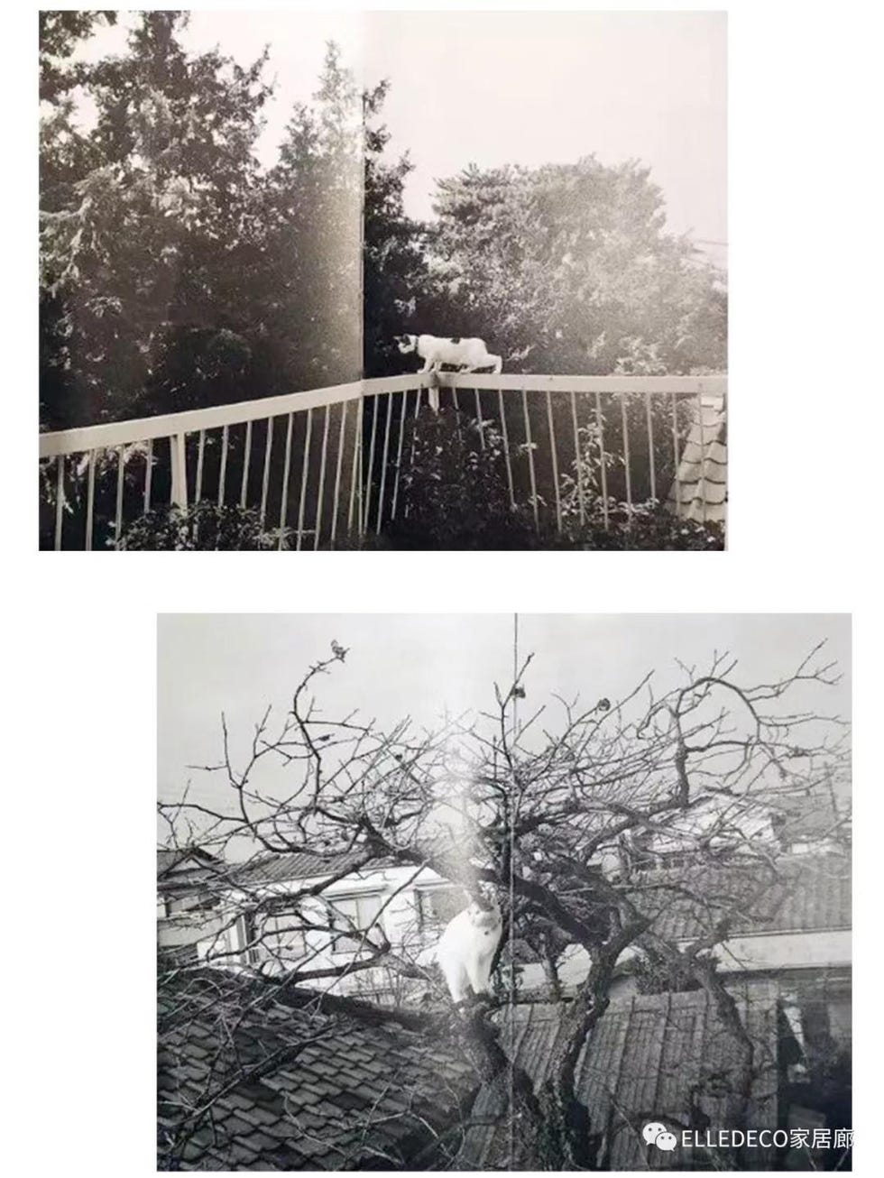 Photograph, Black-and-white, Tree, Branch, Monochrome photography, Atmospheric phenomenon, Text, Snapshot, Photographic paper, Photography, 