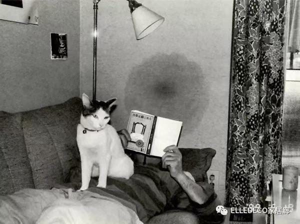 Cat, Black-and-white, Felidae, Whiskers, Small to medium-sized cats, Snapshot, Room, Monochrome photography, Carnivore, Monochrome, 