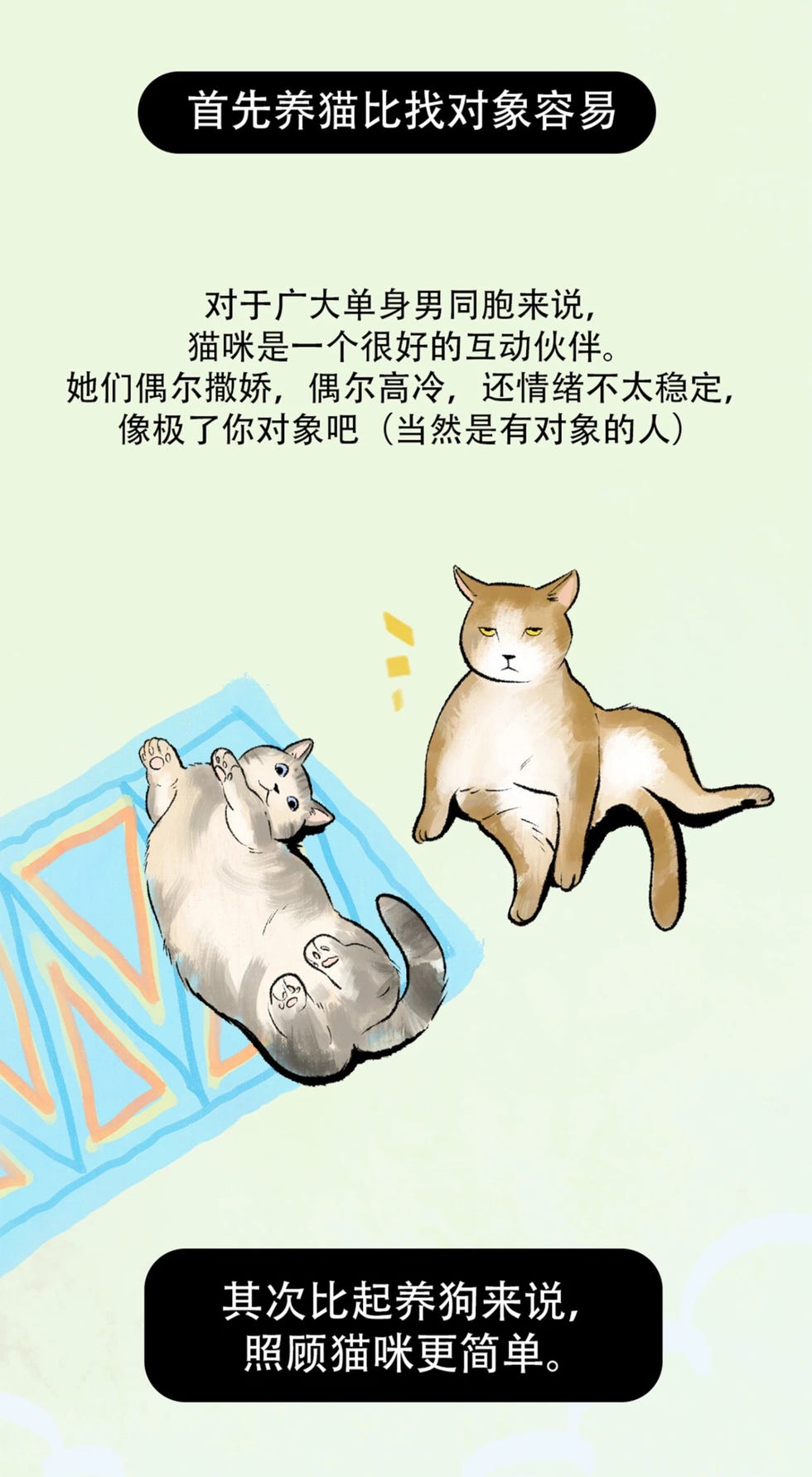 养猫