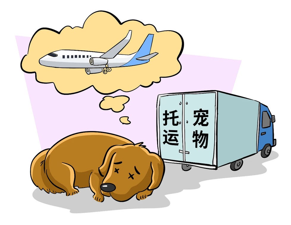 金毛