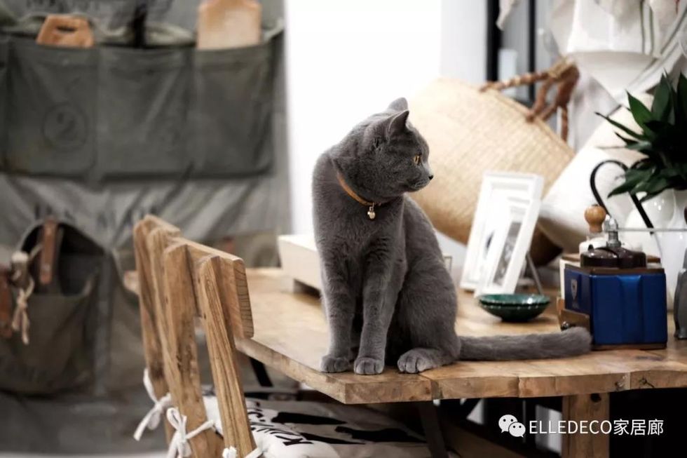 Cat, Small to medium-sized cats, Felidae, Russian blue, Chartreux, Korat, British shorthair, Carnivore, Whiskers, Room, 
