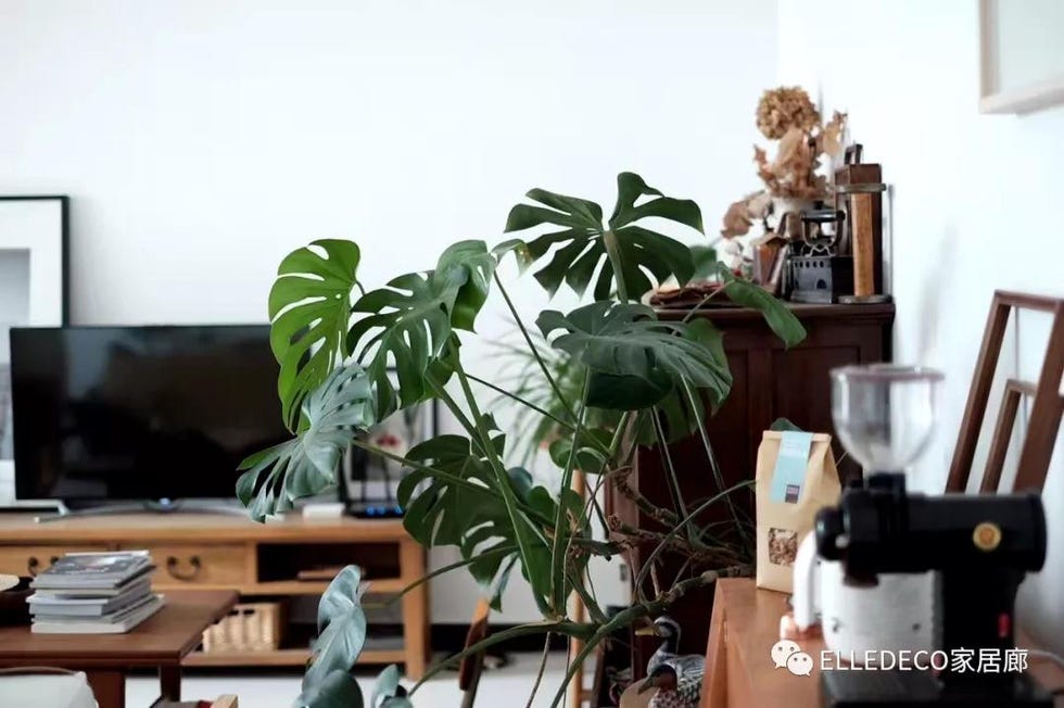 Houseplant, Flowerpot, Plant, Room, Flower, Living room, Interior design, Furniture, Home, Monstera deliciosa, 