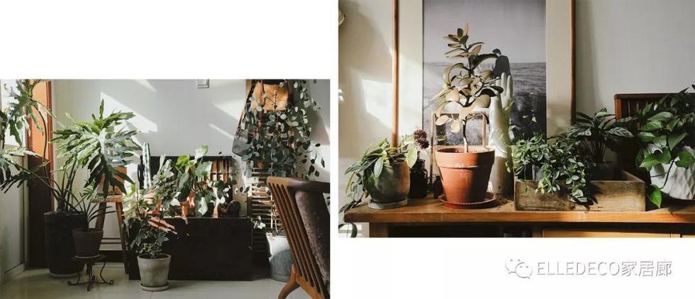 Flowerpot, Houseplant, Interior design, Room, Plant, Furniture, Table, Floor, Architecture, Flower, 