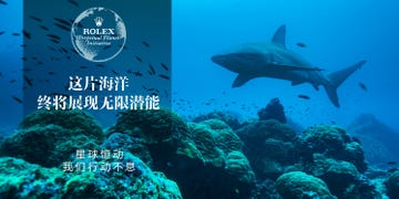 a shark swimming in the ocean