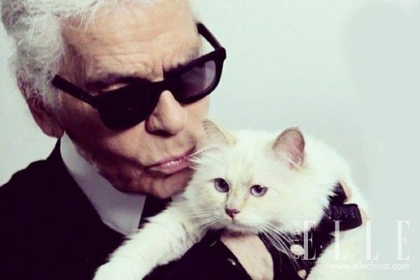 Cat, Felidae, Eyewear, Small to medium-sized cats, Whiskers, Nose, Eyebrow, Cool, Glasses, Smile, 